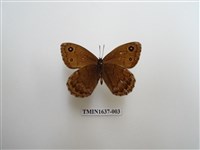 藏品(永澤蛇眼蝶)的圖片